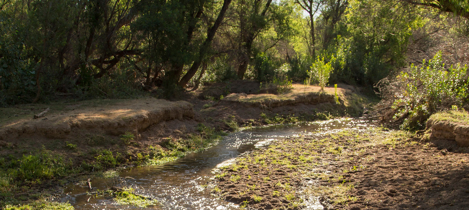 Sonoita Creek State Natural Area Arizona