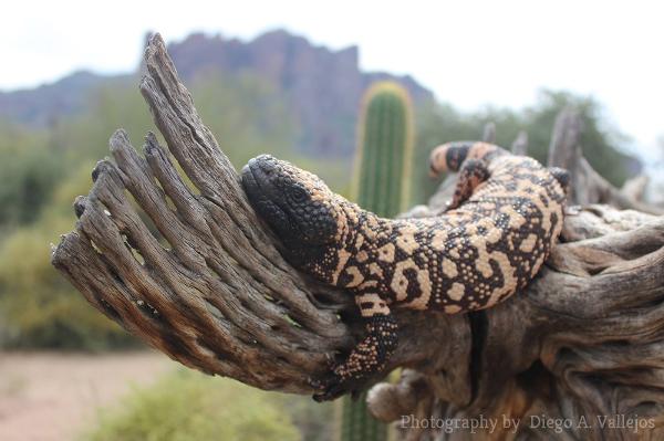 arizona wildlife | Arizona State Parks