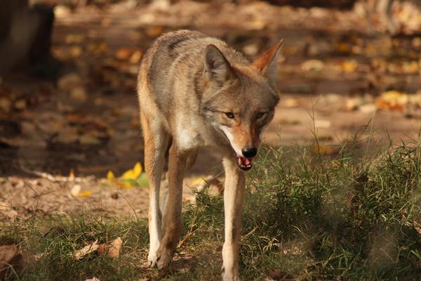 arizona wildlife | Arizona State Parks