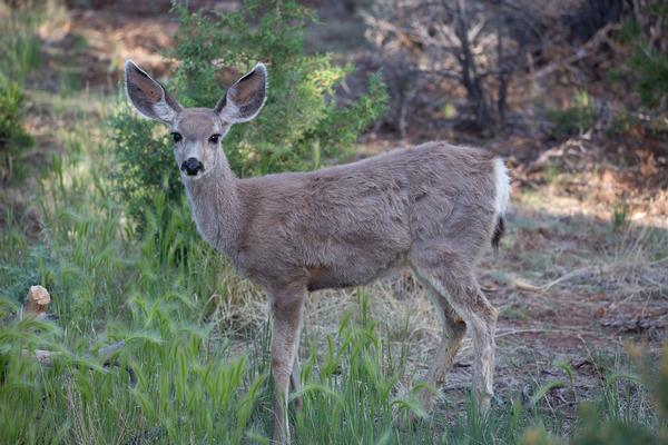 arizona wildlife | Arizona State Parks