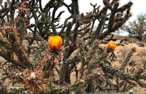 Desert Plants Arizona State Parks