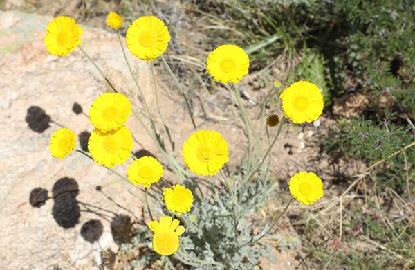 Desert Plants Arizona State Parks