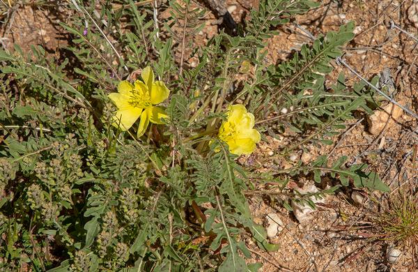 Desert Plants Arizona State Parks