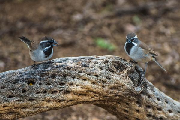 Birds Of Arizona Arizona State Parks