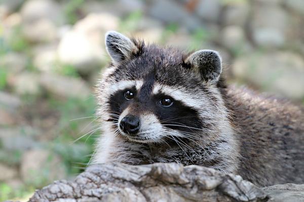 arizona-wildlife-arizona-state-parks