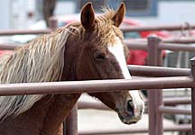 Equestrian Staging Area